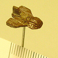 Cheetah Micro Fighter