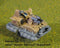 Shamash Recon (Standard) (2)