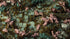 Cherry Blossom Flowers