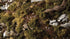 Dark Green Shrubs