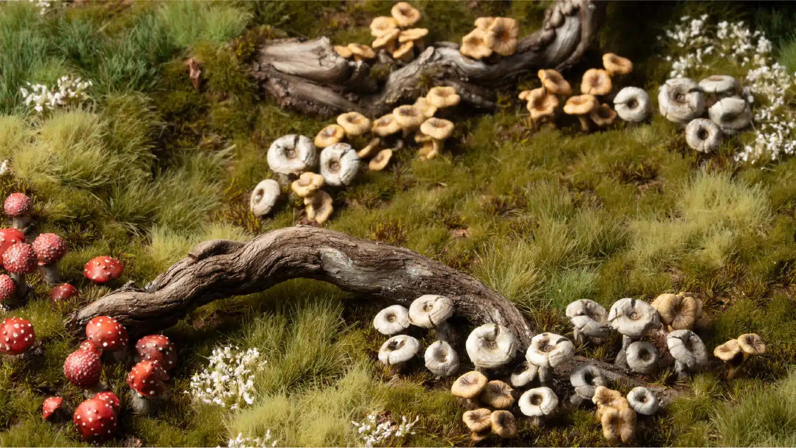 Forest Mushrooms