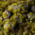 Moss