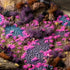 Tiny Alien Purple (2MM)