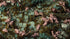 Cherry Blossom Flowers
