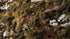 Dark Green Shrubs