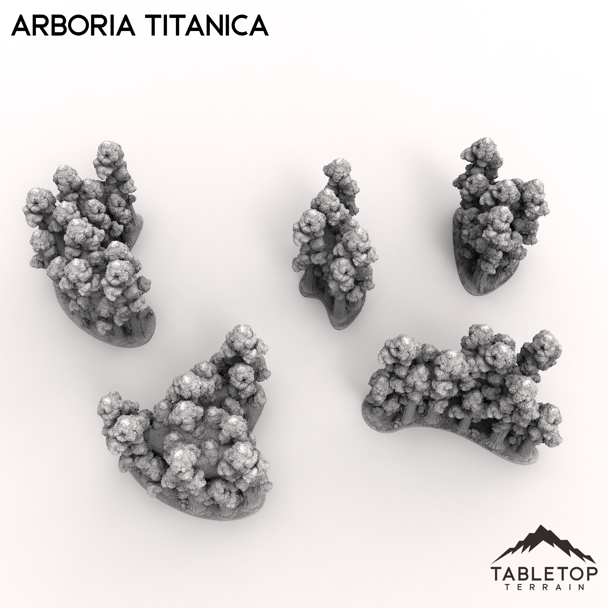 Arboria Titanica - 6-8mm